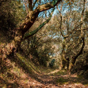 Descubra a reserva natural Astroni: um oásis a poucos passos da cidade de Nápoles