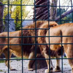 Naples haýwanat bagyny açyň: maglumat, suratlar we bilesigelijilik! - Neapolitan zoologiýa seýilgähine baryp görmek üçin doly gollanma